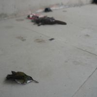 Passarinhada está morrendo ao bater em janelas na obra da prefeitura no Morro da Cruz