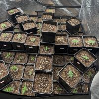 Quase 70 pés de maconha são encontrados em casa de Balneário Camboriú