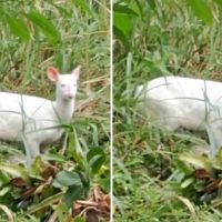 Primo brasileiro do “Bambi” é flagrado em parque de SC
