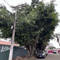 Árvores do asilo Dom Bosco podem ir ao chão depois de pedido de bombeiro comunitário