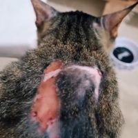 Ajude Luna: vaquinha arrecada doações para tratamento de gatinha doente