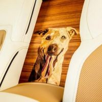 Rolls-Royce cria carro de luxo em homenagem a animal de estimação
