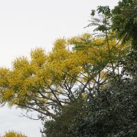 Floração dos garapuvus dá show nas morrarias da região