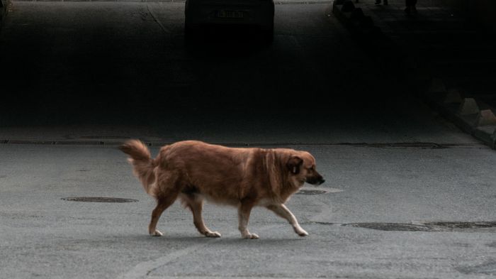 Cães comunitários seguem isentos das penalidades (Foto: Ilustrativa)