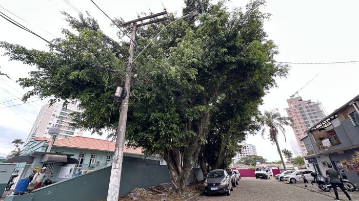 Figueiras exóticas estão no local há décadas e fazem sombra aos idosos da instituição