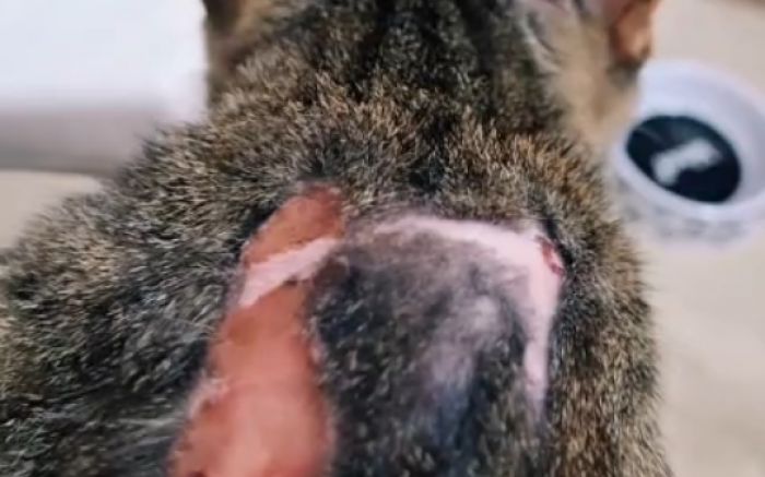 A gatinha está em situação precária e precisa de ajuda veterinária urgente (Foto: Leitor)