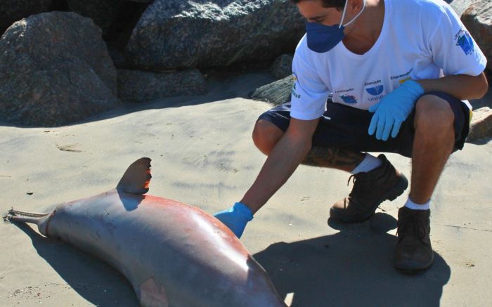 Foram 69 casos na região neste ano, ligados às redes de pesca e poluição (Foto: Univali/Penha)