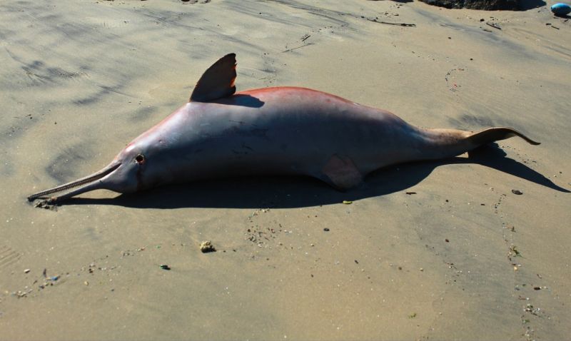 Toninha foi encontrada morta no último dia 13 em Navegantes
