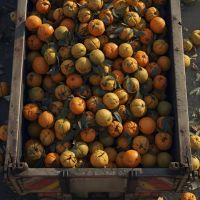 Carreta com laranjas podres espalha chorume e mobiliza bombeiros