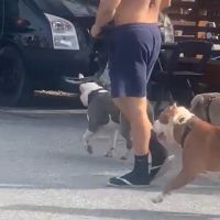 Tutor de pitbulls soltos volta a ser denunciado, agora na praia do Atalaia