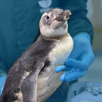 Conhecimento, inovação e talento: a nova onda Azul em Santa Catarina