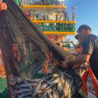 Do mar à mesa: o valor que nasce nas águas