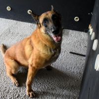 Superdog se aposenta da Polícia Penal e ganha novo lar