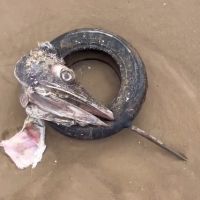 Fotógrafo encontra um dos maiores peixes do mundo com pneu preso no bico