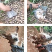 Justiça condena donos por maus-tratos a cães em Porto Belo e Bombinhas