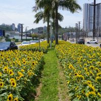Canteiros de Itajaí estão repletos de girassóis pela primeira vez