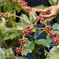Camboriú distribui mais de 500 mudas de café e figo
