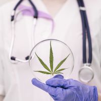 OAB de BC discute o uso da cannabis medicinal
