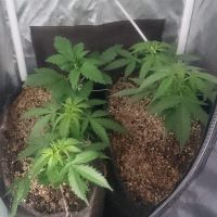 Pedido de socorro leva Guarda Municipal até estufa de maconha