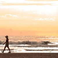 Proibido dar comida pra pombos ou levar pets nas praias de BC