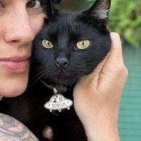 Dona pede ajuda para encontrar gato perdido