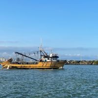 Safra da tainha poderá ter aumento de cotas