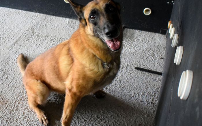 Vegas vai levar vida tranquila, sob cuidados de um policial penal (Foto: Divulgação/Sejuri)