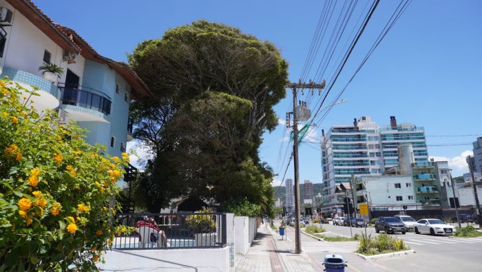 Corte de galhos foi pra evitar queda na fiação elétrica (Foto: João Batista)