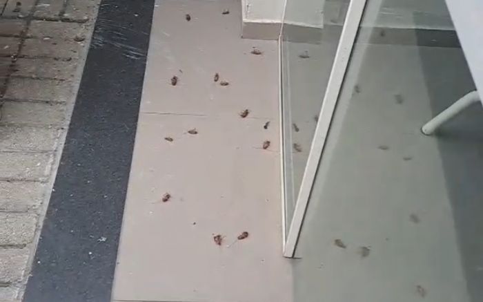 As imagens foram feitas dentro do Marieta e mostram a quantidade de baratas mortas (Foto: Leitora)