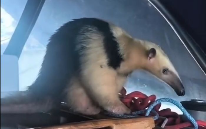 O visitante inesperado chamou a atenção de todos e conquistou corações (Foto: Divulgação)