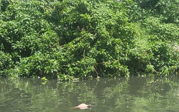 Bombeiros e Polícia Científica fazem a remoção (Foto: Leitor)