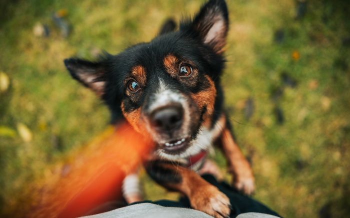 Ação quer incentivar adoções responsáveis e apoiar protetores locais (Foto: Envato)