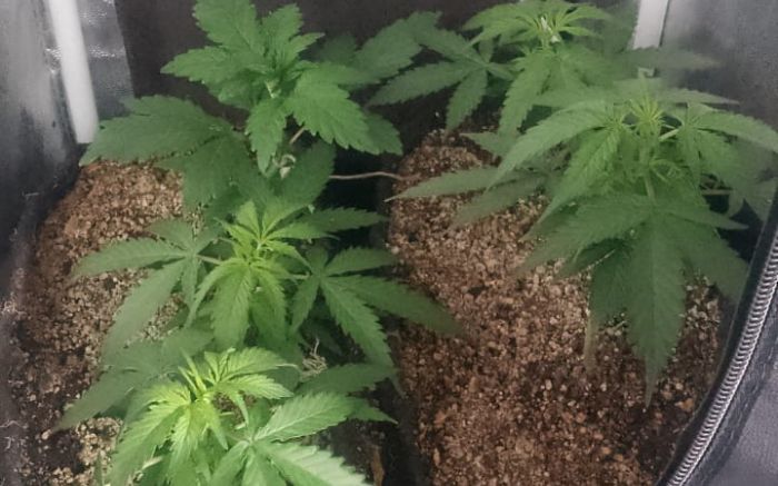 Legenda: O apartamento com a estufa estava revirado e apresentava sinais de tumulto (Foto: Divulgação GMI)