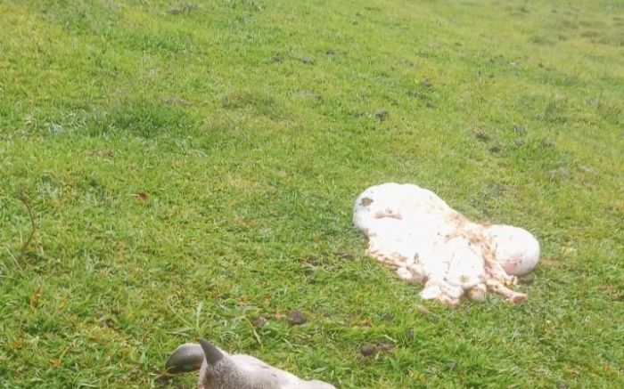 Proximidade da estrada não intimidou bandidos, que deixaram couro e cabeça jogados no pasto (Foto e vídeo: Divulgação)