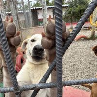 Programa que reabilita cães e ressocializa presos será implementado em Goiás