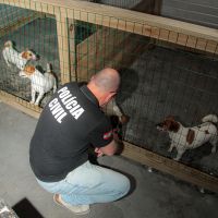 Canil clandestino escondia cães da raça que ficou famosa no filme “O Máskara”