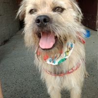 Protetoras de animais precisam montar nova sede às pressas