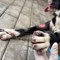 Dois flagrantes de maus tratos a animais acabam em prisões