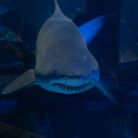 Aquário comemora seis anos e sorteia mergulho com tubarões