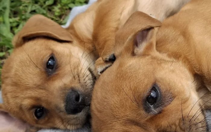 Pets já estão vacinados, castrados e microchipados (Foto: Divulgação/PMI)