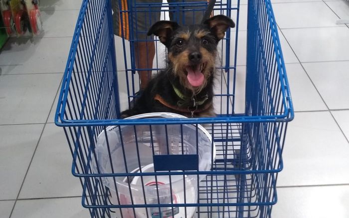 Fiapo era peludo e teve seu nome dado em referência aos fiapos de manga (Fotos Divulgação / Álbum de Família )