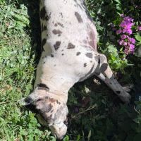 Cerca elétrica de creche cai e mata dogue alemão de vizinha