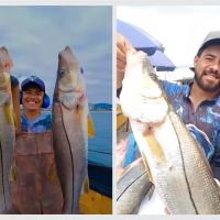 Robalos de lombo grande são capturados no litoral