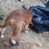 Moradora alega que GM e ONG ignoraram cachorro ferido