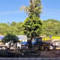Moradora denuncia corte de árvores em obra no bairro Pioneiros; prefeitura nega