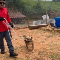 Trio de “cães fofos” confundido com pitbulls é resgatado por bombeiros