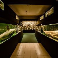 Museu Oceanográfico da Univali comemora 39 anos com meia-entrada