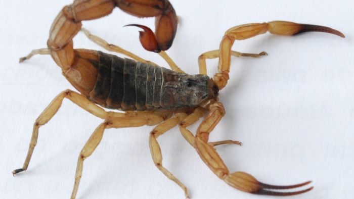 Limpeza ajuda a prevenir acidentes (Foto: Divulgação/SES)