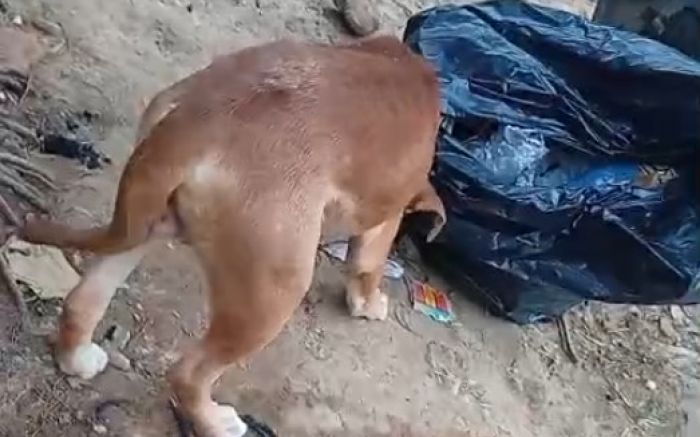 Um cachorro foi encontrado ferido por uma moradora da rua Fortaleza (Foto: Leitora)