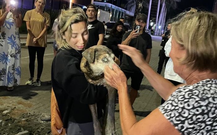 Marrom, idoso e cego, segue internado em clínica veterinária de Itajaí após resgate que comoveu a cidade (Foto: Divulgação)